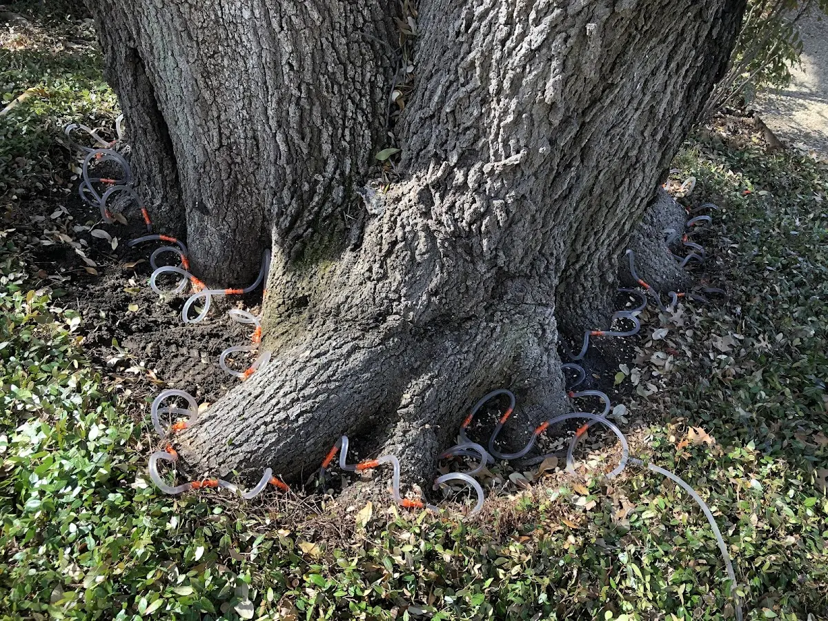 Detailed Shrub and Hedge Trimming job site in Conroe