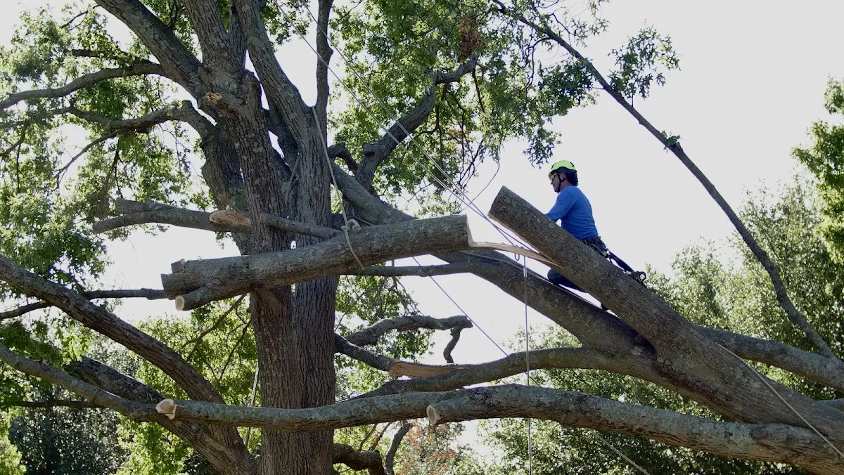 Professional Crown Thinning performed by certified arborists in Conroe