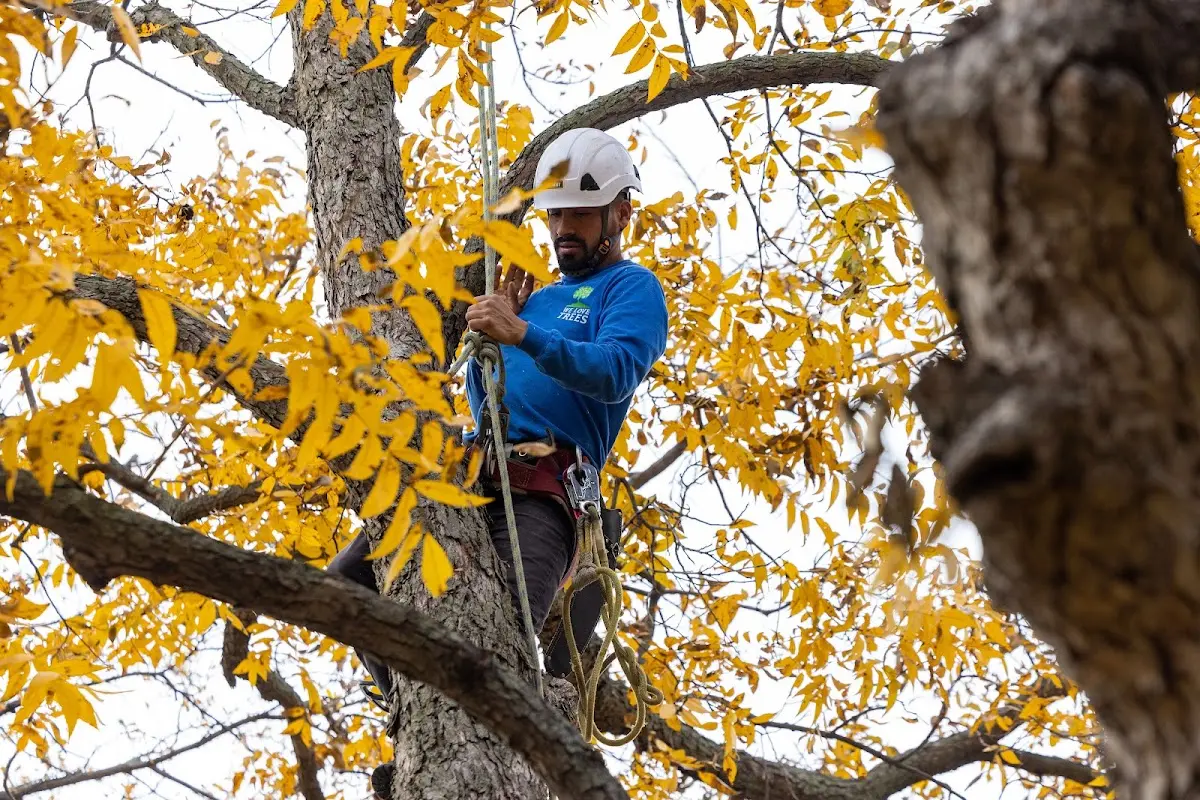 Skilled Tree Transplanting crew working in Conroe