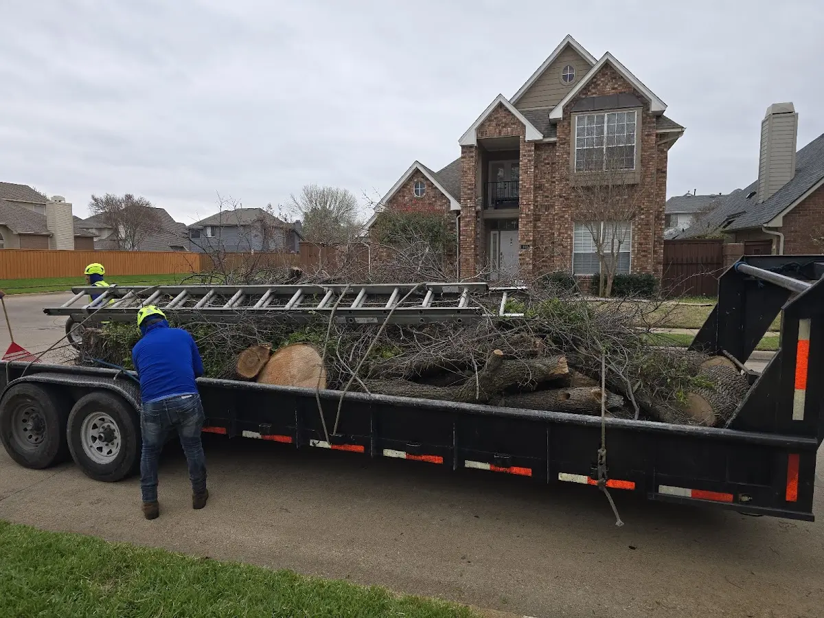 Expert Deadwooding with proper safety equipment in Conroe